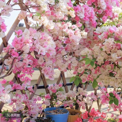 三角梅盆栽植物花卉苗新品种净化空气四季开勤花盆景开花重瓣绿樱