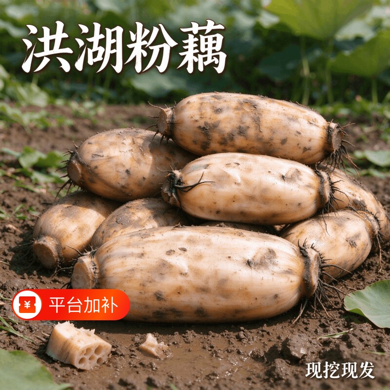 湖北洪湖原产新鲜粉藕现挖带泥好炖粉糯莲藕生鲜食材批量七孔煲汤