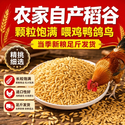 带壳稻谷谷子水稻圆稻子粮食杂粮大米喂鸡鸭鹅鸽子鸟仓鼠宠物饲料