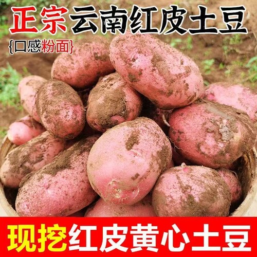 云南土豆新鲜现挖红皮黄心土豆