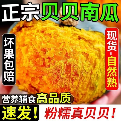 正宗贝贝南瓜软糯香甜小南瓜孕妇宝宝辅食营养代餐板栗味