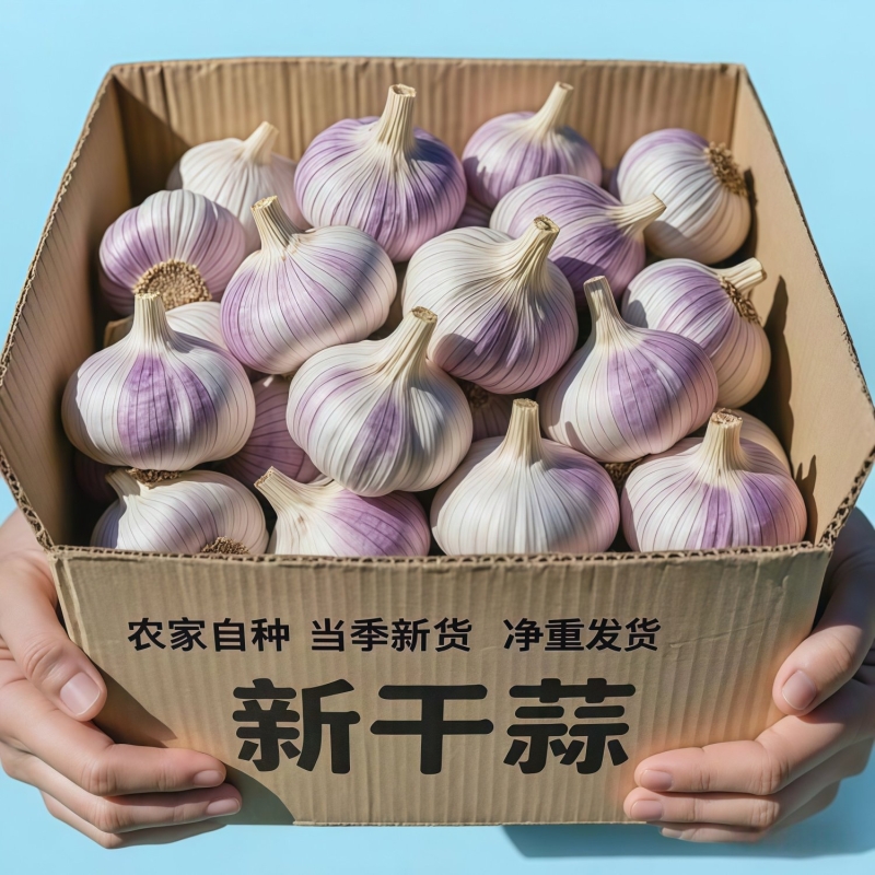 真新干蒜山东新大蒜2025新鲜大蒜头批发特大果蒜苗种植紫皮当季