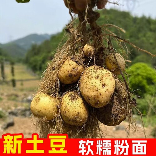 贵州威宁黄心洋芋高山特产老品种