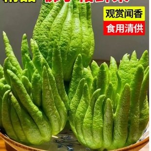 云南佛手柑现采现发佛手果观赏花束插花香鲜切花材食用把玩