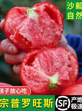 陕西泾阳普罗旺斯西红柿新鲜自然熟孕妇水果当季沙瓤生吃番茄蔬菜