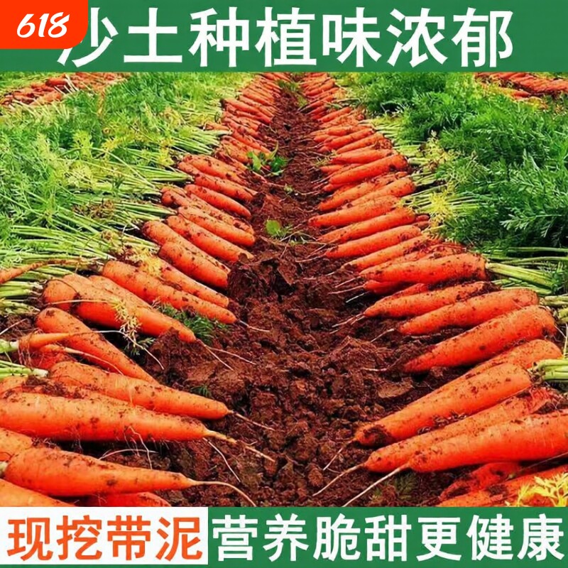 河南胡萝卜红萝卜新鲜现挖带泥农家自种营养健康蔬菜生吃脆甜爽口