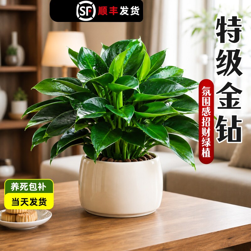 金钻盆栽植物绿公主水培绿植吸高颜值室内多肉四季花卉客厅大叶图片
