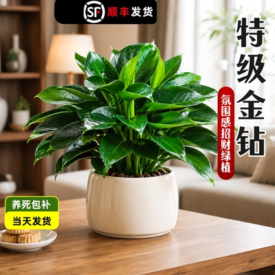 金钻盆栽植物绿公主水培绿植吸高颜值室内多肉四季花卉客厅大叶