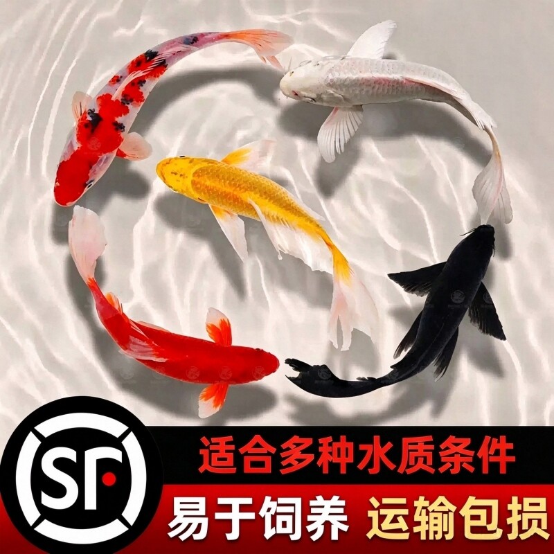顺丰锦鲤鱼观赏鱼活体大型冷水纯种红白 草金鱼活鱼淡水好养耐活