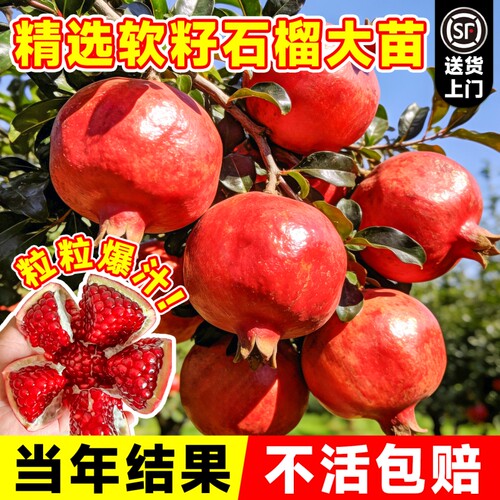 【当年结果】石榴果树苗软籽石榴