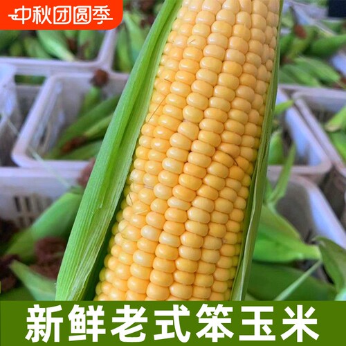 新鲜老式笨玉米苞米棒子非甜非糯现摘带皮生老玉米农家自种