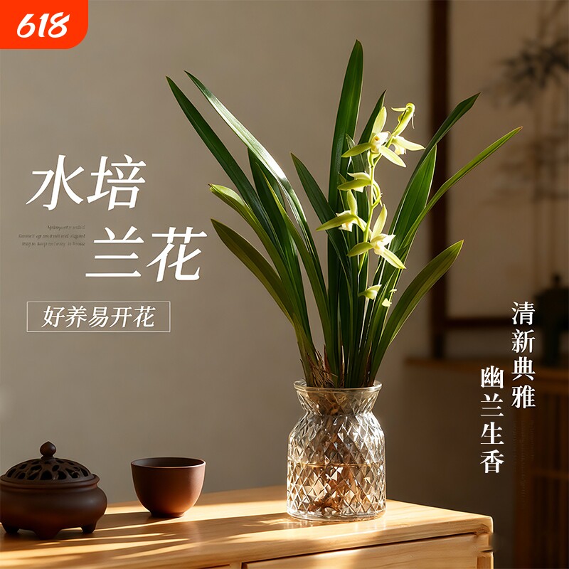 名贵水培香水兰花苗四季好养开花室内花卉盆栽绿植物小苍兰客厅