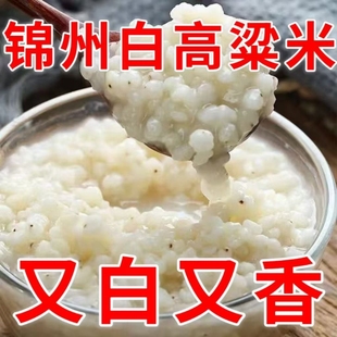 大分量正品 白笨高粱米去皮新米非粘糯白东北白煮粥高梁米