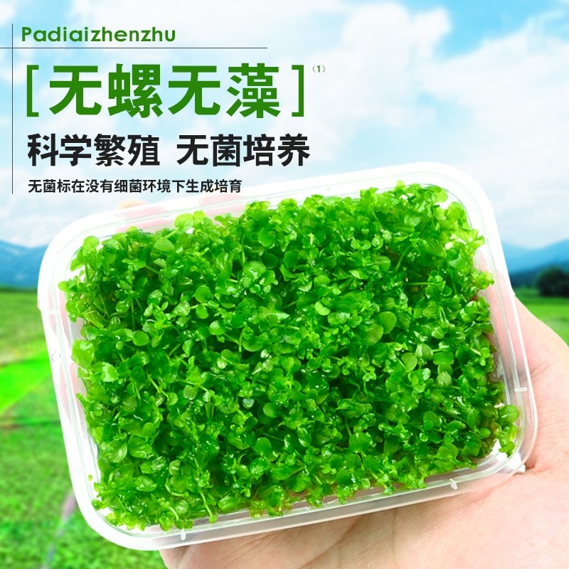无菌盒爬地矮珍珠水草 鱼缸造景专用 阴性净水增氧植物 前景草