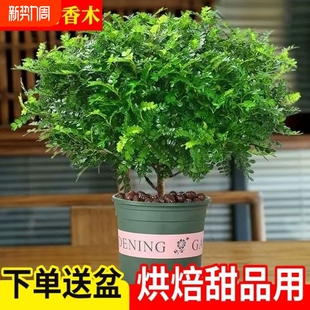 商用好养清香木胡椒木盆栽夏季 饰叶子 饮品调酒甜品蛋糕烘焙摆盘装