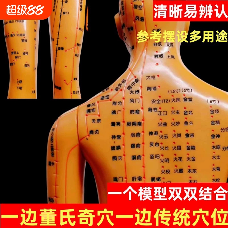 董氏奇穴针灸人体穴位经络模型