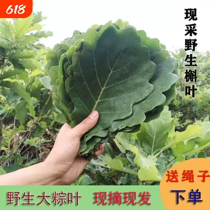 新鲜采摘粽子叶端午槲叶菠萝叶大胡叶现摘现发