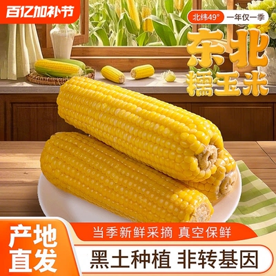 东北黑土地黄糯玉米10棒真空透明装加热即食低脂早餐大棒新鲜香甜
