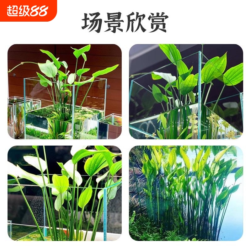 阿根廷皇冠鱼缸造景九冠水草