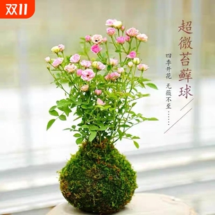 带花苞四季 办公桌面鲜花绿植花卉 开花迷你超微型苔藓球水培姬月季