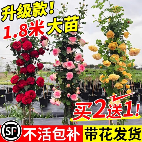 四季开花爬藤特大月季花苗