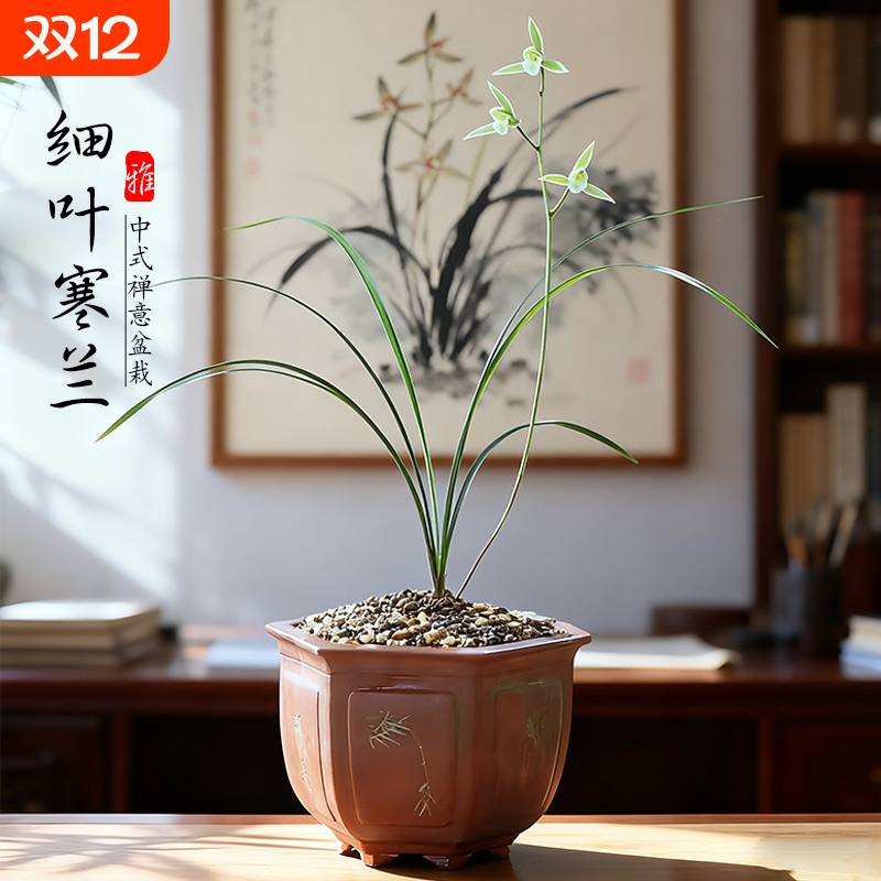 名贵兰花苗 细叶寒兰高档室内好养浓香冬带花苞桌面盆栽绿植花卉