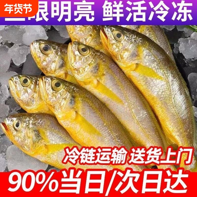 野捕黄花鱼新鲜鲜活冷冻小黄鱼生鲜深海鱼海鲜水产批发年货节三斤,水产肉类/新鲜蔬果/熟食,黄鱼,淘宝优惠券,粉丝福利购,淘宝优惠卷