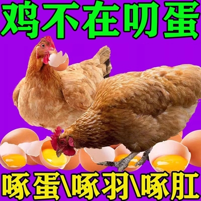 防鸡啄蛋药神器禽用互吃鸡蛋止啄羽啄肛补钙促长营养不良专用饲料