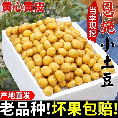 恩施黄心小土豆呀新鲜现挖3/5斤迷你马铃薯洋芋粉糯香甜自种黄皮