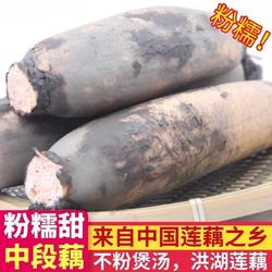 湖北正宗洪湖粉藕莲藕新鲜煲汤粉藕红藕粉糯米藕现挖现发火锅食材