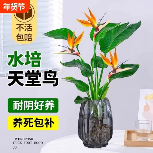 天堂鸟水培植物室内花卉耐阴好养易活办公室桌面绿植鹤望兰吸甲醛