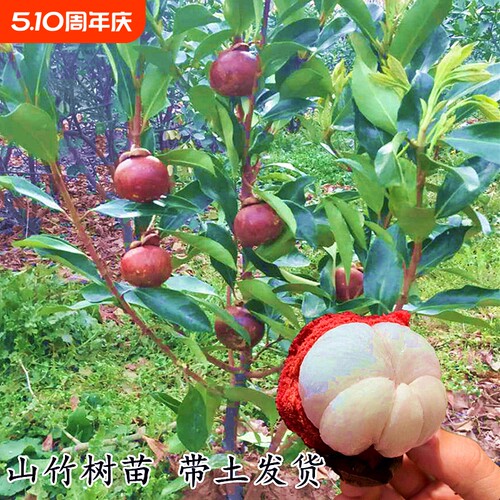 泰国白肉山竹树苗果苗当年结果
