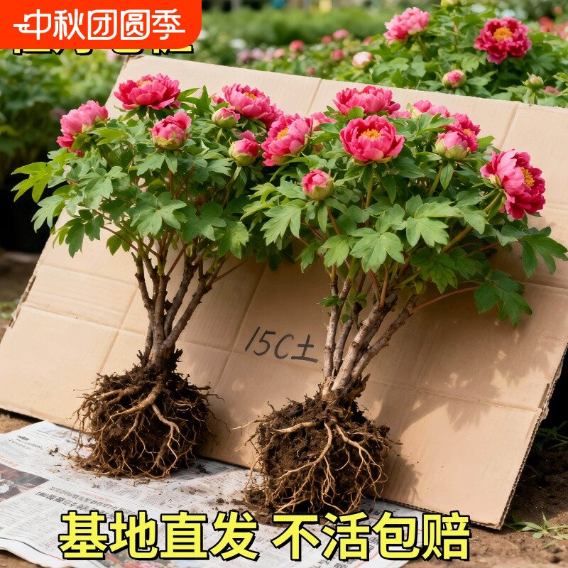 牡丹花盆栽大苗四季带芽苞重瓣观赏植物老桩正宗名贵洛阳缠枝花卉图片