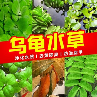 浮萍龟缸绿植水草乌龟缸造景专用养龟神器菖蒲净水造氧水生植物