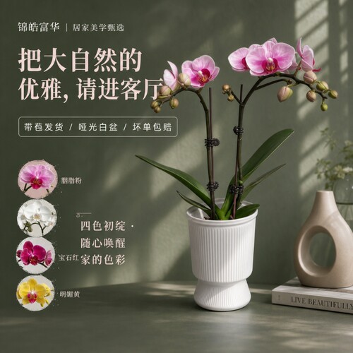 蝴蝶兰盆栽花期长桌面装饰