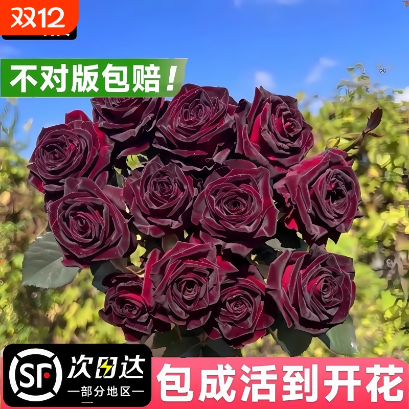 玫瑰花苗带花苞大花流黑巴克紫果汁阳台月季大苗盆栽花卉植物鲜花