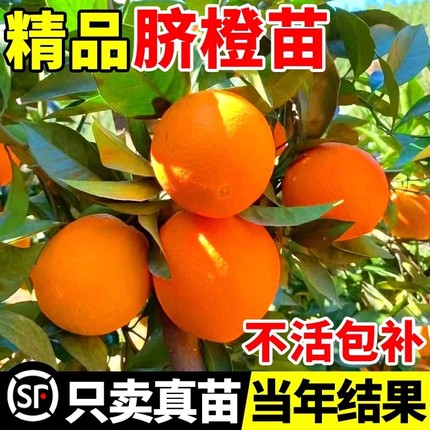 赣南脐橙树苗果冻橙子果树果苗当年结果沃柑大桔子盆栽南方种植
