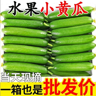 正宗荷兰水果翡翠小黄瓜3-5斤