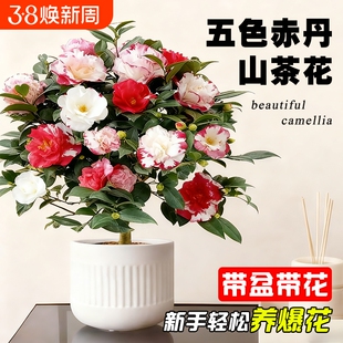 带花苞山茶花盆栽五色赤丹树苗四季好养大花浓香室内阳台绿植花卉