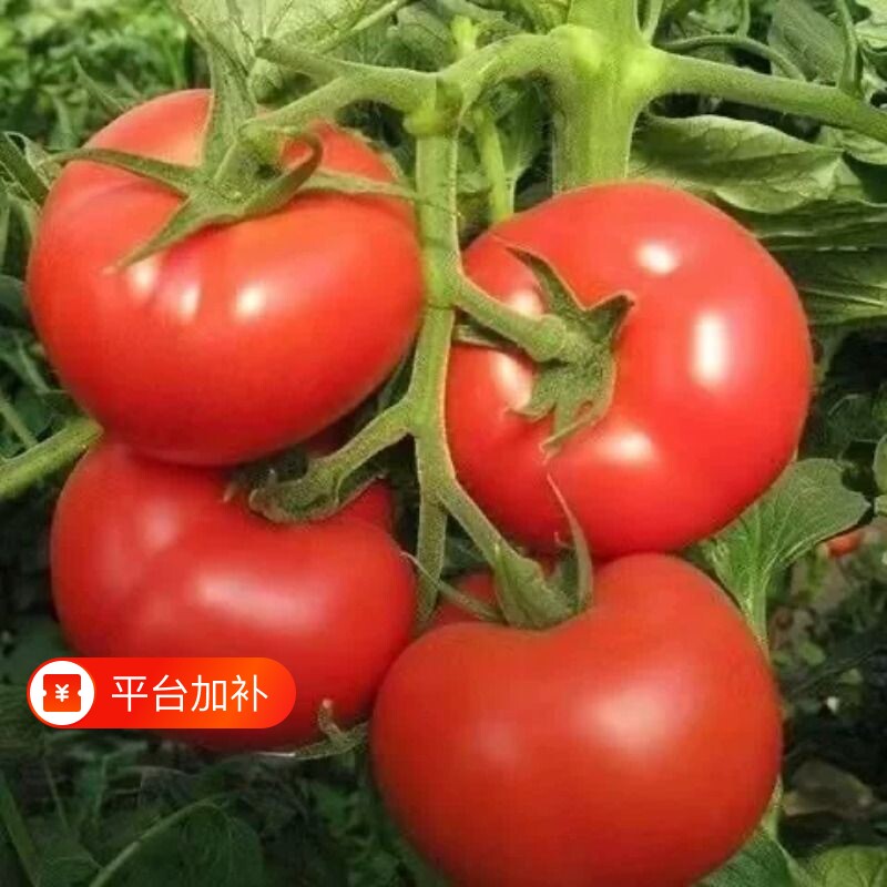 新鲜自然熟现摘硬粉水果西红柿农家自种个大炖汤生吃番茄老品种