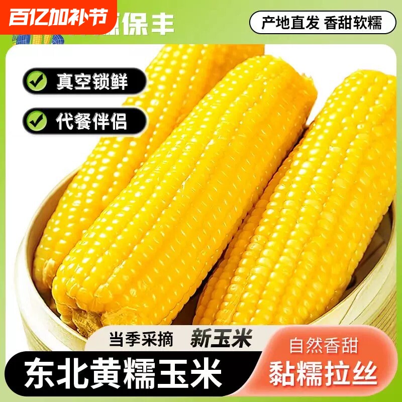 2025年东北黄甜糯玉米棒10支真空包装低脂黄糯大棒甜东北黏苞米