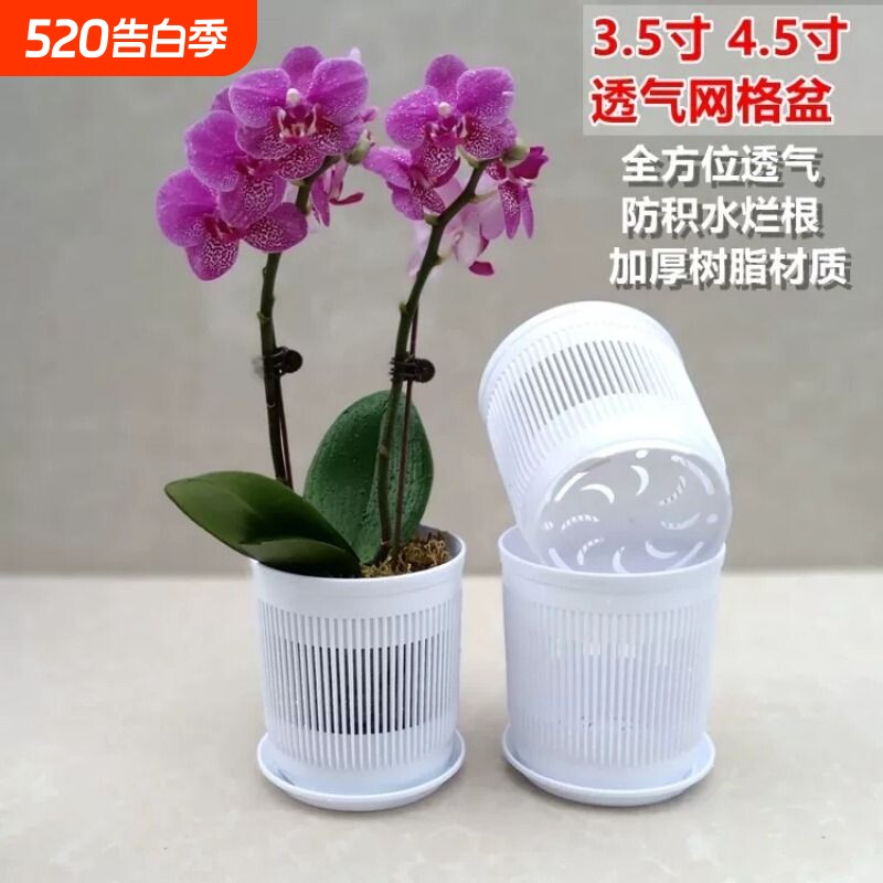 3.5寸蝴蝶兰控根网格盆白色棕色可选专用育苗石斛兰花杯透气花盆