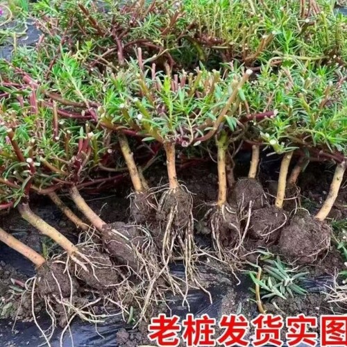 重瓣太阳花老桩牡丹玫红紫玫红王素材花苗带根带土带花苞盆景造型