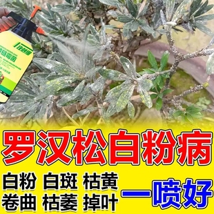 罗汉松白粉病专用药养花杀菌一喷净菌立清杀菌剂花卉植物通用药肥