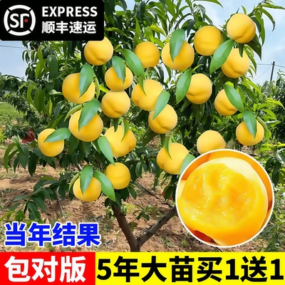 黄桃树苗桃树果苗冬桃嫁接苗南北方庭院四季种植果树果苗当年结果