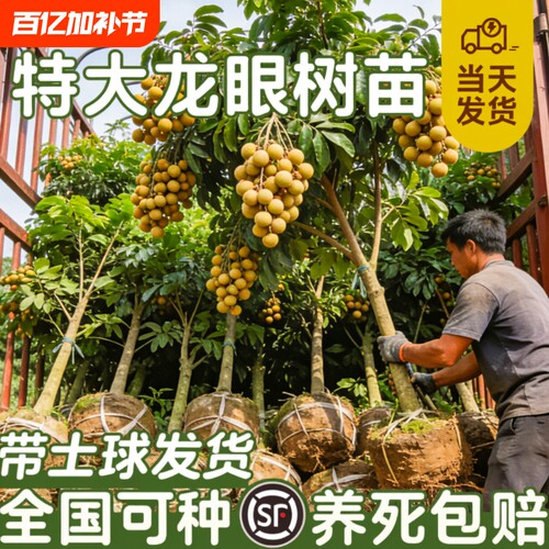 精品龙眼树苗嫁接果树苗储良石硖桂圆带特大号带土球南方庭院种植 - 封面