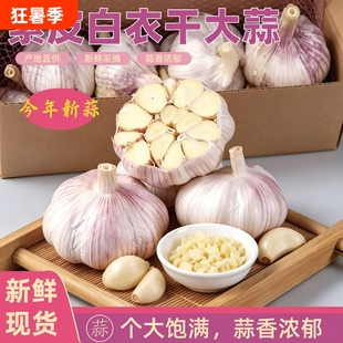 山东金乡紫白皮大蒜头干蒜商用家用2026新鲜蒜瓣大蒜头可做种