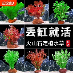 鱼缸火山石水草植物真草造景专用蜈蚣草水培绿菊水榕净化水质套餐