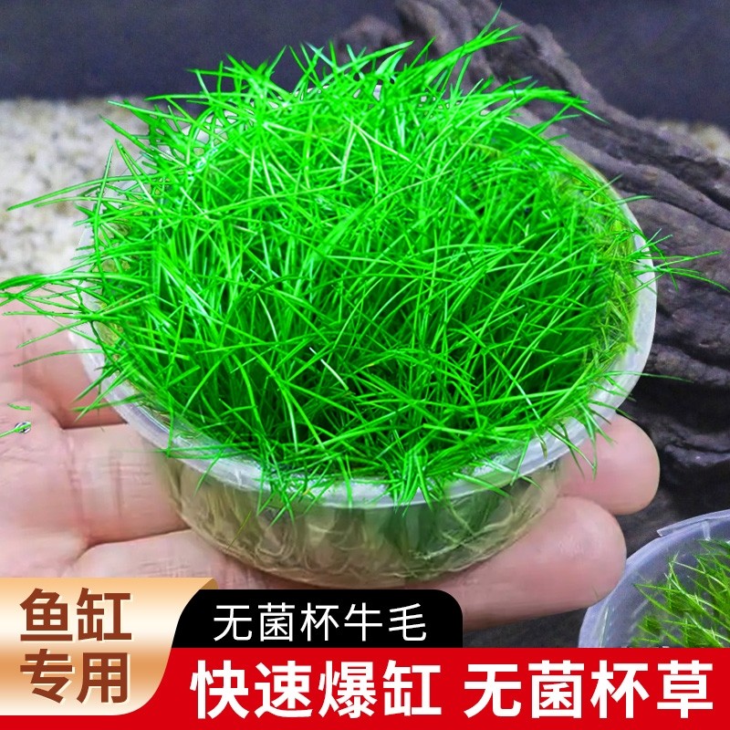 无菌杯牛毛草鱼缸造景专用前景草坪阴性好养无需CO2牛毛杯盒藻类