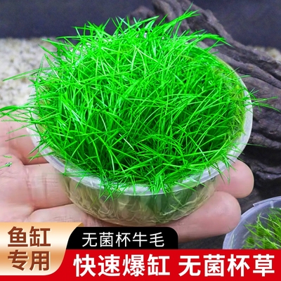 无菌杯牛毛草鱼缸造景专用
